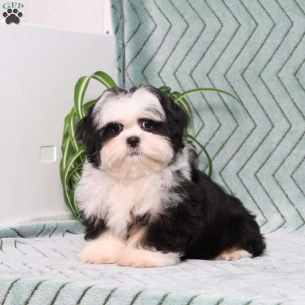 Blaire, Shih Tzu Puppy